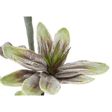 MAGNOLIA X2 Zielony 25X98 cm min 12